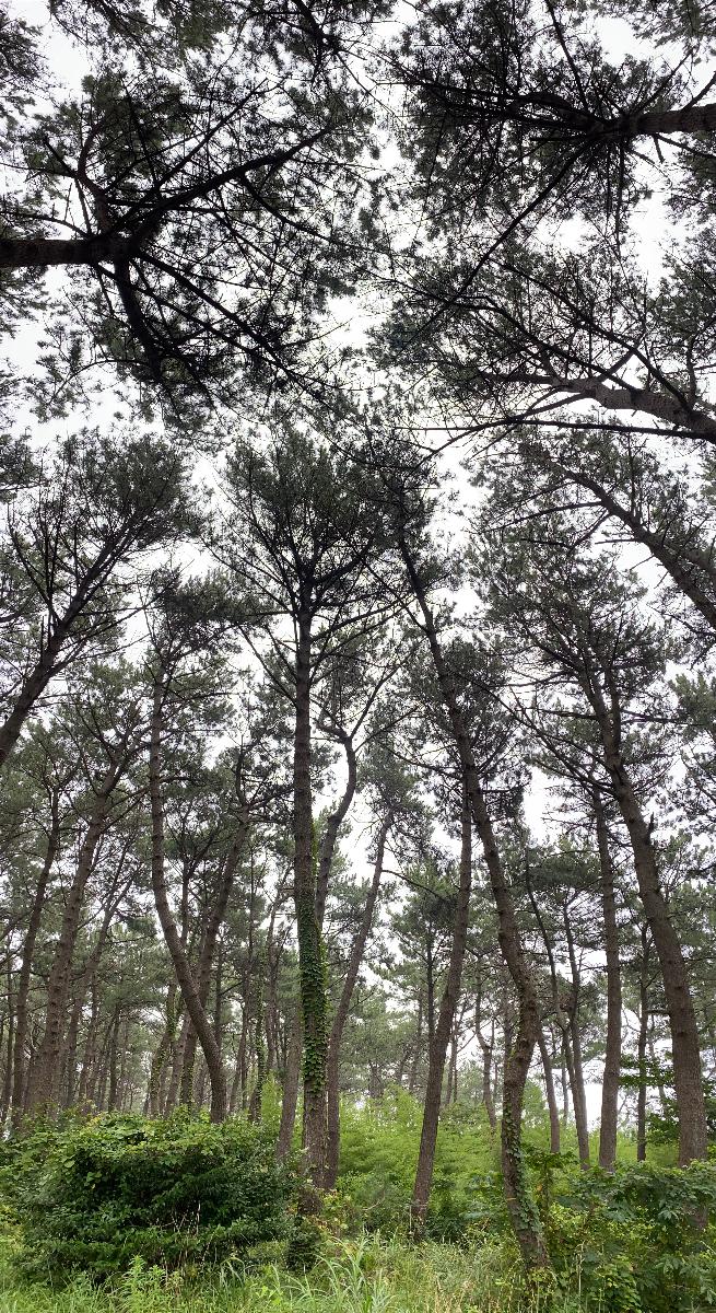 무장애 나눔길 - 다함께 무장애 나눔길을 걸으며 간절곶공원의 녹색 솔내음을 느껴보세요