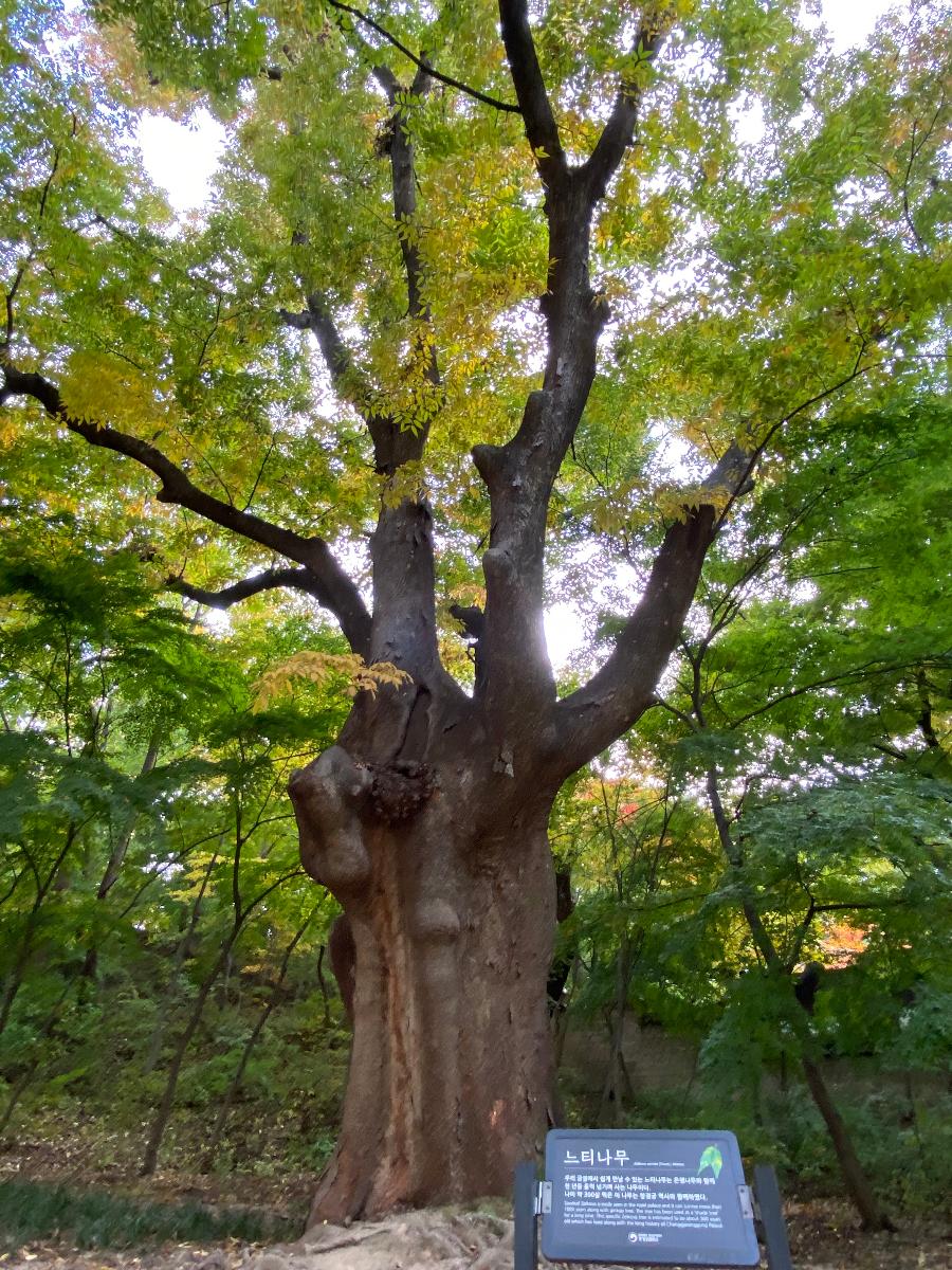 창경궁 느티나무 : 약 300살의 이 느티나무는 창경궁 역사와 함께하였다