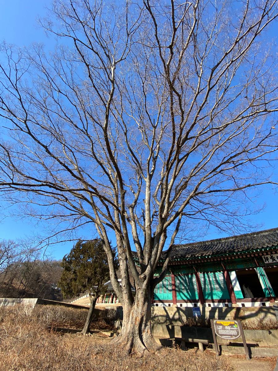 조선 인조 9년(1631)에 여러 전각과 행궁을 세울 때 심었던 나무로 추측된다. 이 나무는 느티나무로 수령은 약 400년, 높이 20m, 둘레 4.3m로 동헌앞을 지키고 있다
