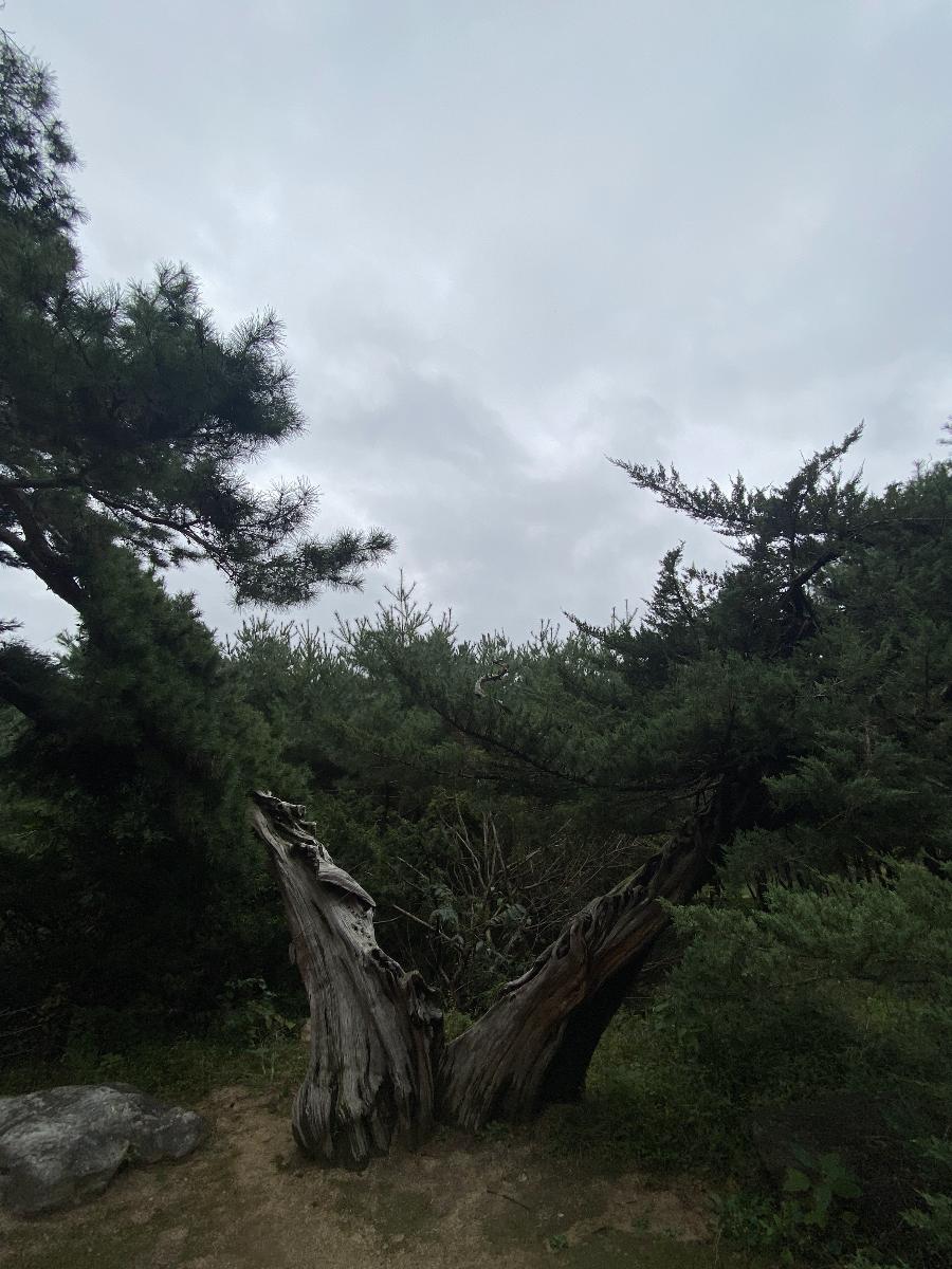 수령 160년 향나무