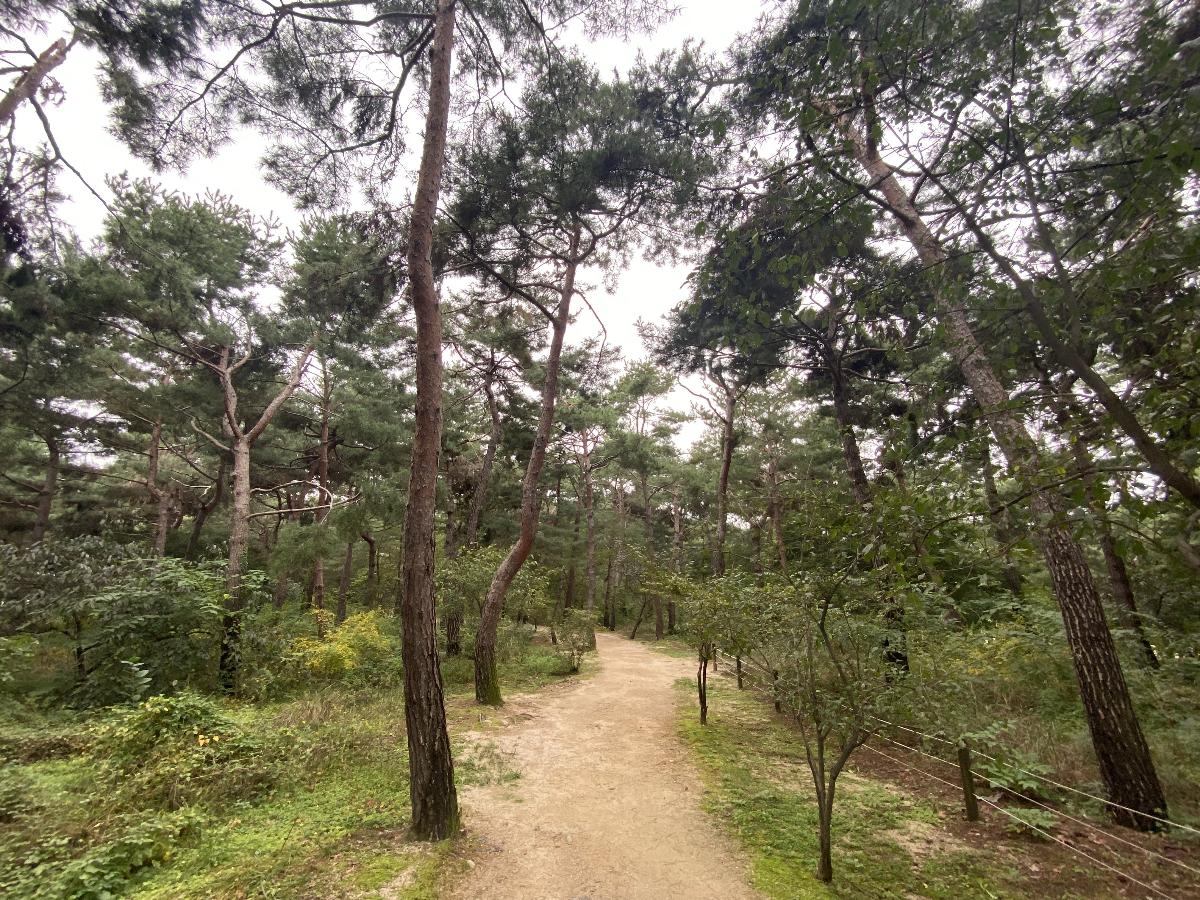 의릉 산책로