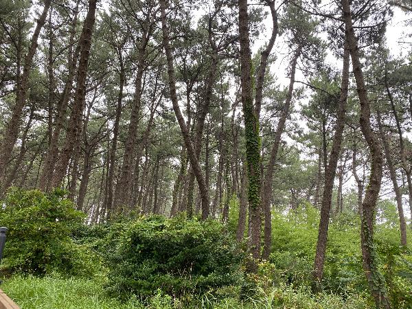 무장애 나눔길 - 다함께 무장애 나눔길을 걸으며 간절곶공원의 녹색 솔내음을 느껴보세요
