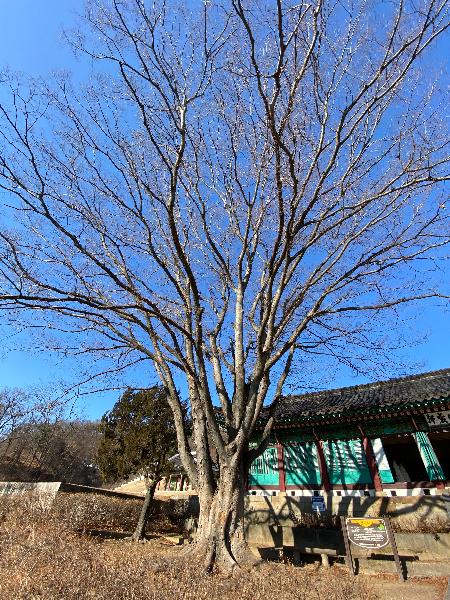 조선 인조 9년(1631)에 여러 전각과 행궁을 세울 때 심었던 나무로 추측된다. 이 나무는 느티나무로 수령은 약 400년, 높이 20m, 둘레 4.3m로 동헌앞을 지키고 있다