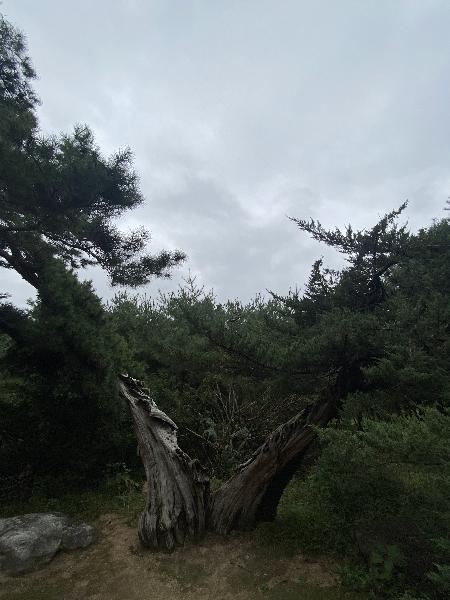 수령 160년 향나무